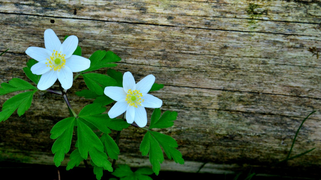 2 vitsippor framför en stenvägg.