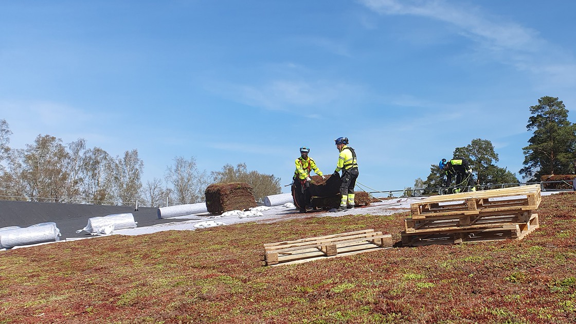 Montering av sedumtak på Ransbergs skola den 9 maj 2023.