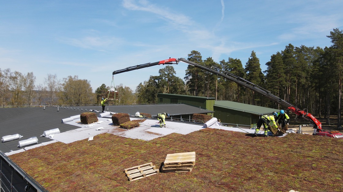Montering av sedumtak på Ransbergs skola den 9 maj 2023.