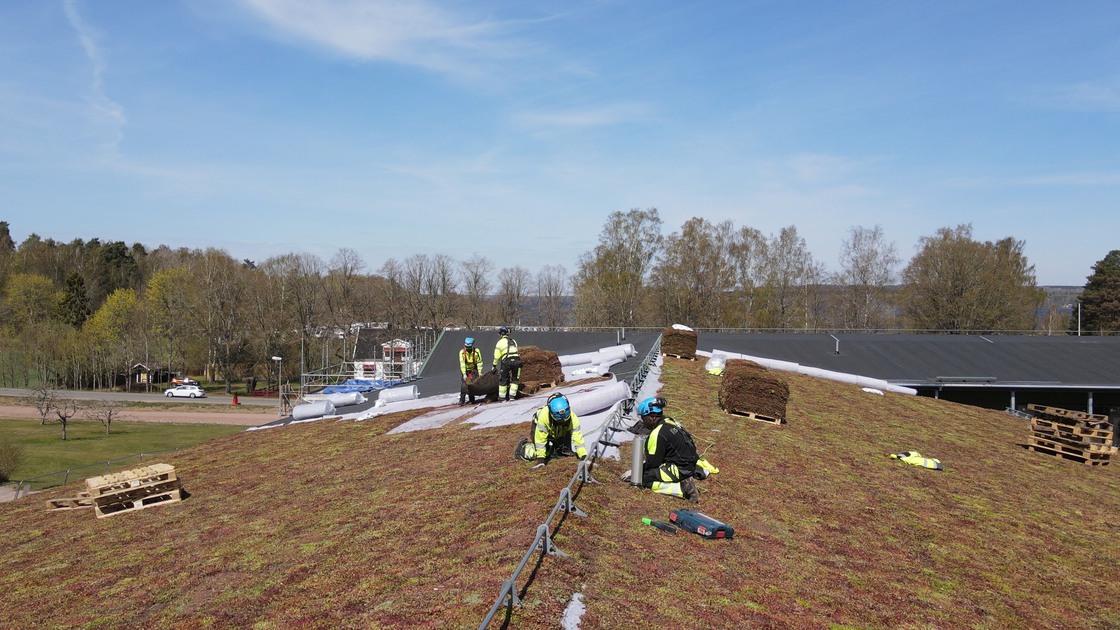 Montering av sedumtak på Ransbergs skola den 9 maj 2023.