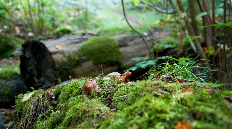Närbild av trästock, mossa och annan vegetation på Prästberget. 
