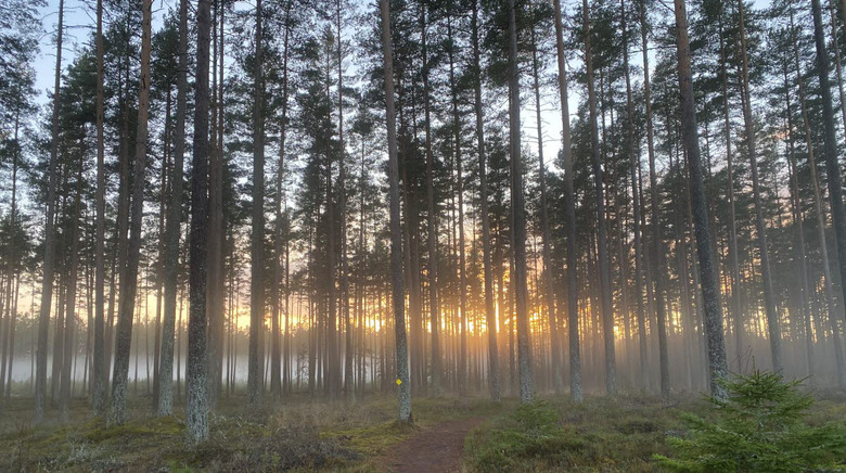 Dimma och soluppgång över naturområde i Rankås.