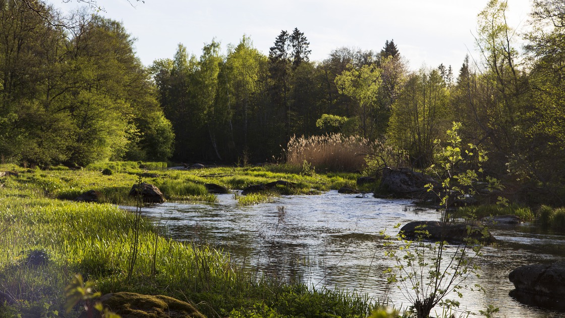 Å-leden.